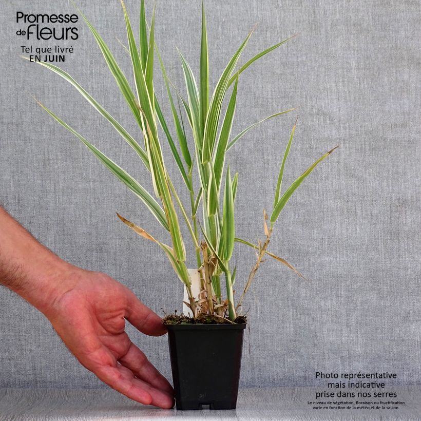 Exemplar von Arundo donax Versicolor - Spanisches Rohr Kleine Töpfe von 8/9 cm wie im Sommer geliefert