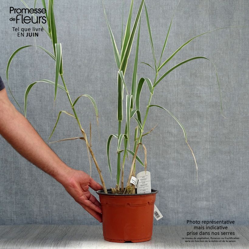 Exemplar von Arundo donax Versicolor - Spanisches Rohr Topf mit 3L/4L wie im Sommer geliefert