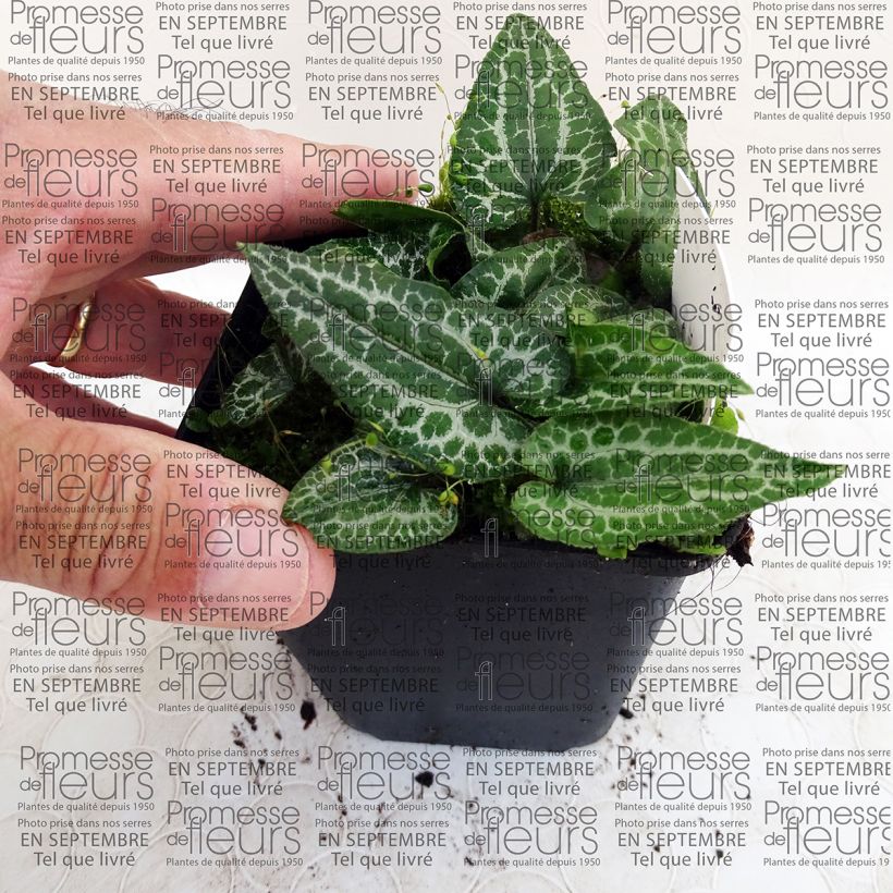 Beispiel eines Exemplars von Asarum epigynum Takasago Saishin - Haselwurz Kleine Töpfe von 8/9 cm wie geliefert