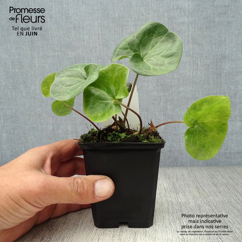 Exemplar von Asarum europaeum - Gewöhnliche Haselwurz Kleine Töpfe von 8/9 cm wie im Sommer geliefert