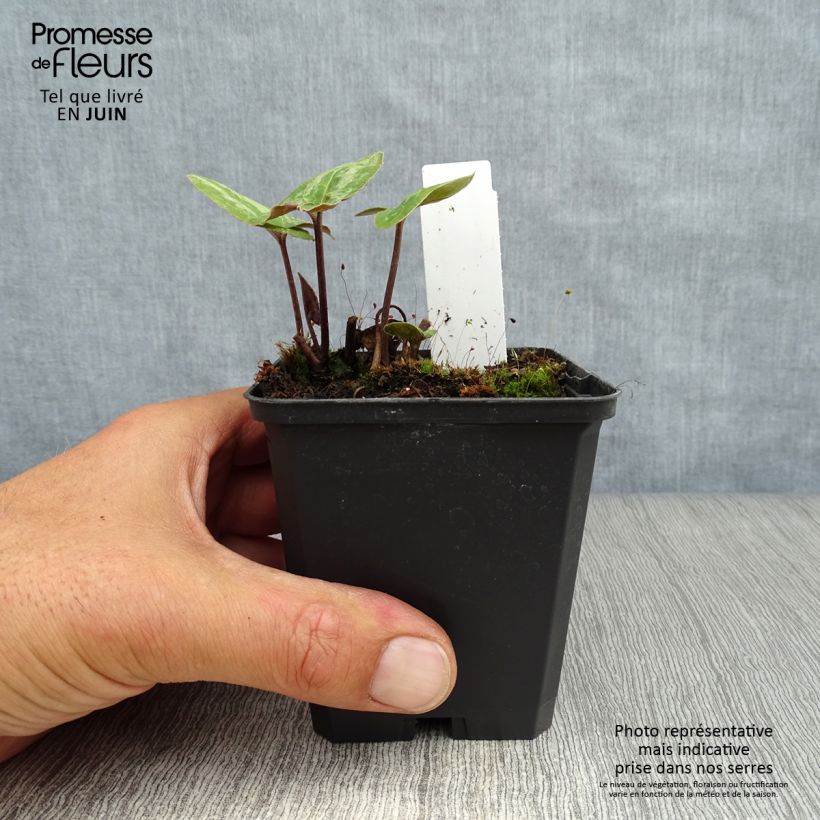 Exemplar von Asarum maximum Ling Ling - Chinesische Haselwurz Kleine Töpfe von 8/9 cm wie im Sommer geliefert