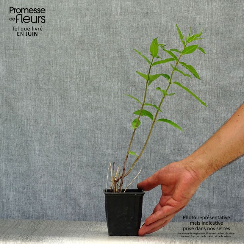 Exemplar von Asclepias incarnata - Rosablühende Seidenpflanze Kleine Töpfe von 8/9 cm wie im Sommer geliefert