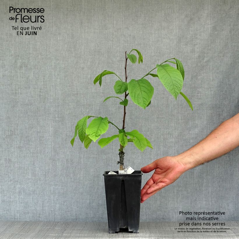 Exemplar von Papau Overlese - Asimina triloba Topf mit 3L/4L wie im Sommer geliefert