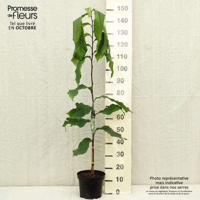 Exemplar von Papau Prolific - Asimina triloba Topf mit 4L/5L wie im Herbst geliefert