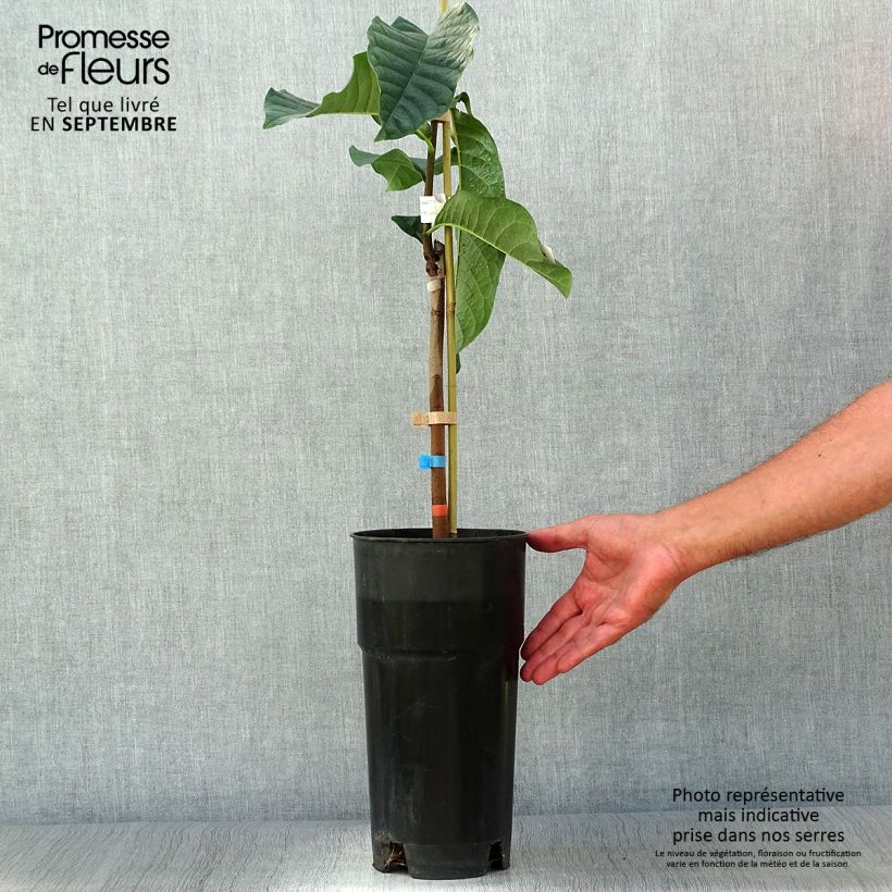 Exemplar von Papau Shenandoah - Asimina triloba Topf mit 3L/4L wie im Herbst geliefert