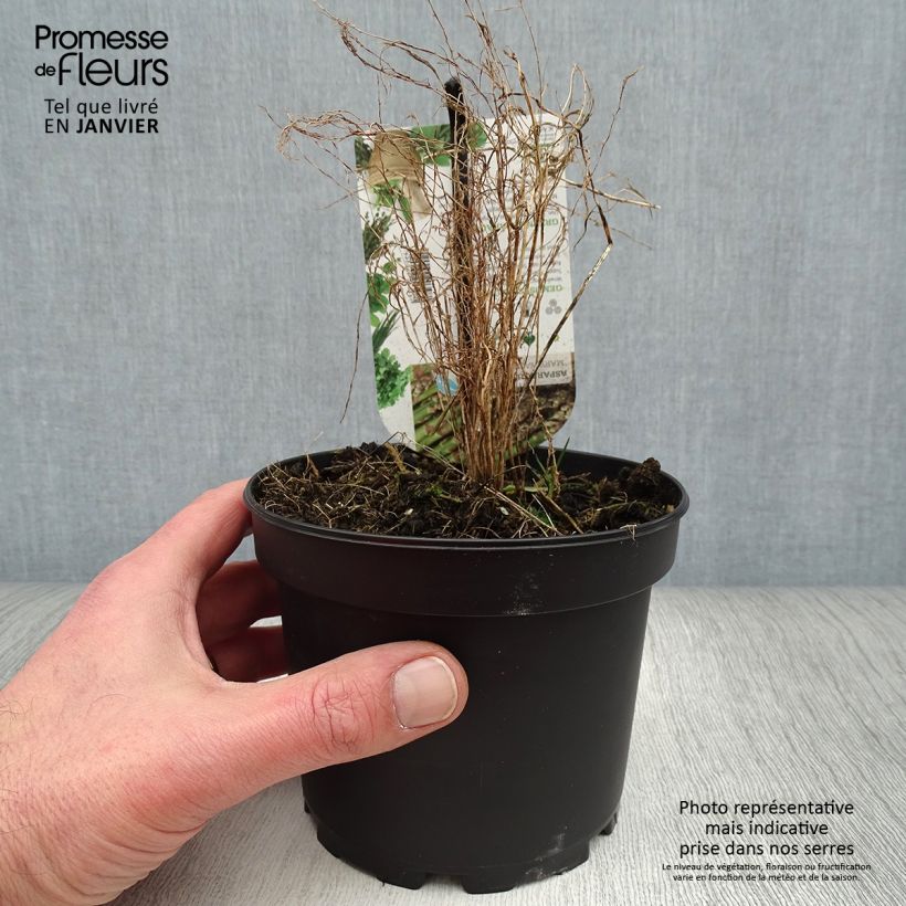 Exemplar von Spargel Mary Washington - Asparagus officinalis Topf mit 1,5L/2L wie im Winter geliefert