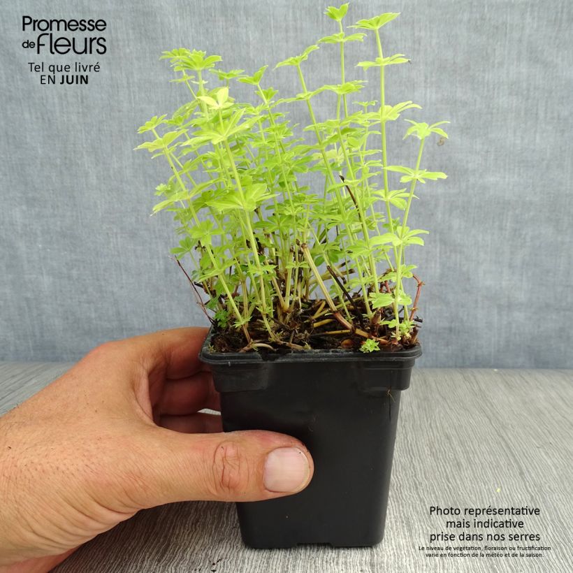 Exemplar von Waldmeister - Galium odoratum Kleine Töpfe von 7/8 cm wie im Sommer geliefert