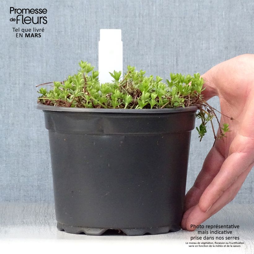 Exemplar von Waldmeister - Galium odoratum Topf mit 2L/3L wie im Frühjahr geliefert