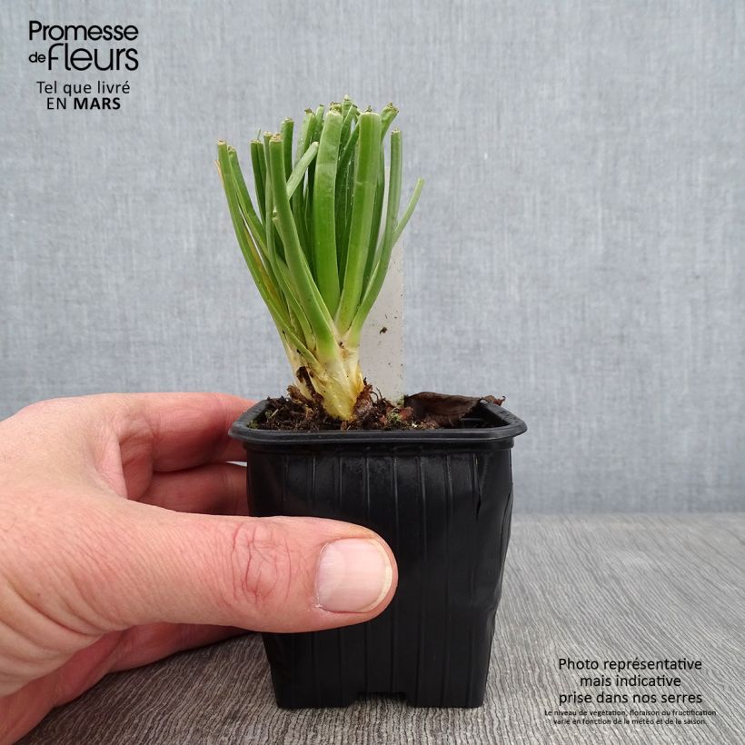 Exemplar von Asphodelus albus - Weißer Affodill Kleine Töpfe von 8/9 cm wie im Winter geliefert