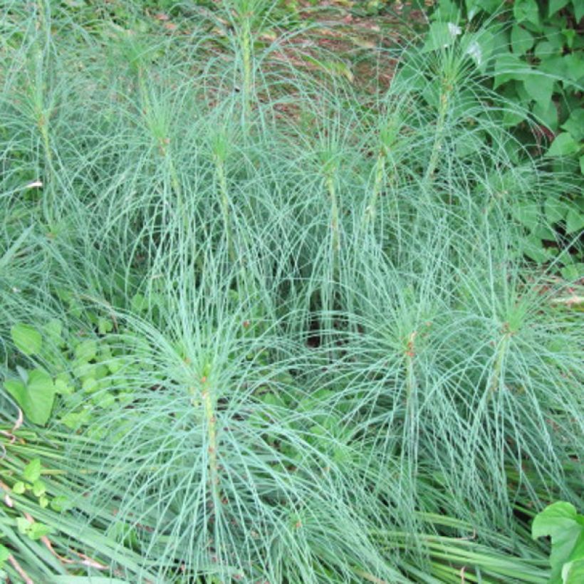 Asphodeline liburnica - Liburnischer Affodill (Laub)
