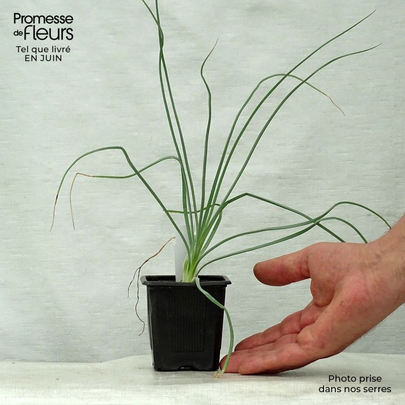 Exemplar von Asphodeline lutea - Große Affodeline Kleine Töpfe von 7/8 cm wie im Sommer geliefert