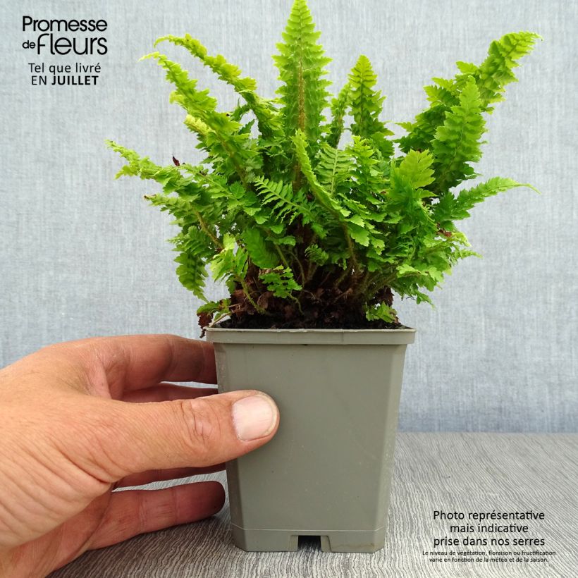 Exemplar von Weicher Schildfarn Congestum - Polystichum setiferum Kleine Töpfe von 8/9 cm wie im Sommer geliefert