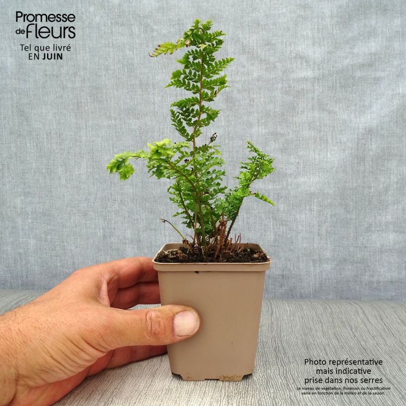 Exemplar von Weicher Schildfarn Proliferum Wollastonii - Polystichum setiferum Kleine Töpfe von 8/9 cm wie im Sommer geliefert