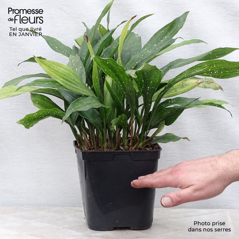 Exemplar von Aspidistra Milky way - Schusterpalme Topf mit 2L/3L wie im Winter geliefert