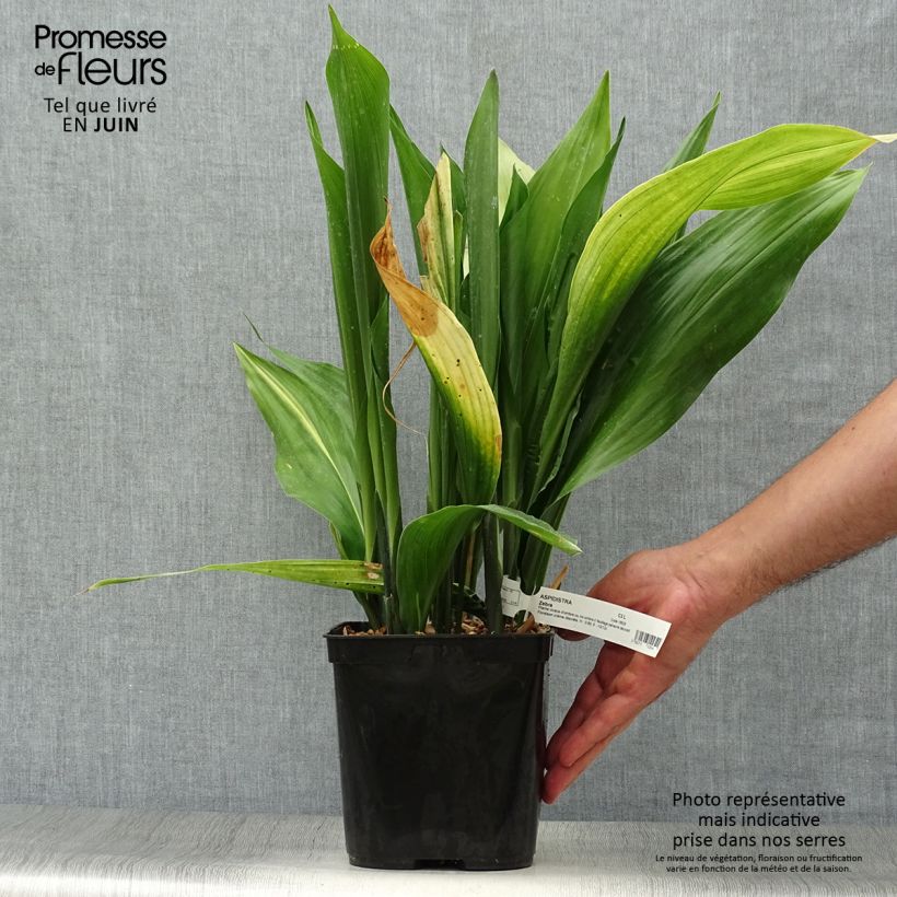 Exemplar von Aspidistra elatior Zebra - Schusterpalme Topf mit 2L/3L wie im Sommer geliefert
