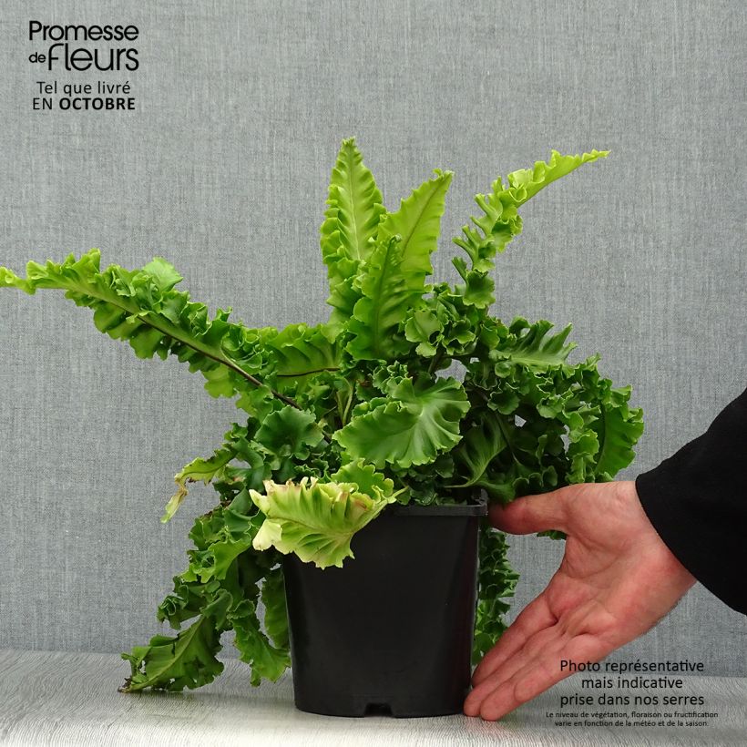 Exemplar von Hirschzungenfarn Bolton’s Nobile - Phyllitis scolopendrium Topf mit 2L/3L wie im Herbst geliefert