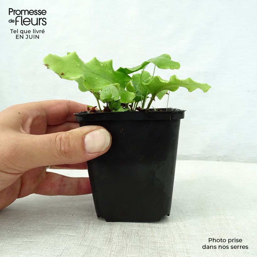 Exemplar von Asplenium scolopendrium Cristatum Group - Hirschzungenfarn Kleine Töpfe von 8/9 cm wie im Sommer geliefert