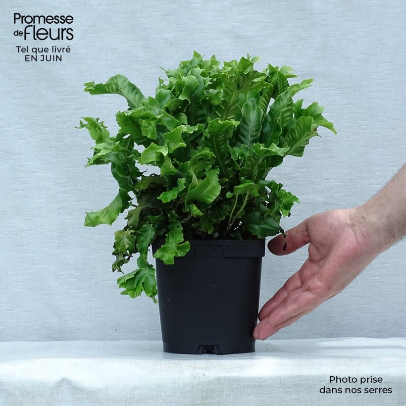 Exemplar von Asplenium scolopendrium Cristatum Group - Hirschzungenfarn Topf mit 2L/3L wie im Sommer geliefert