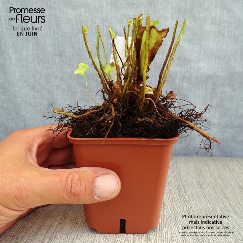 Exemplar von Asplenium scolopendrium Undulatum Group - Hirschzungenfarn Kleine Töpfe von 8/9 cm wie im Sommer geliefert