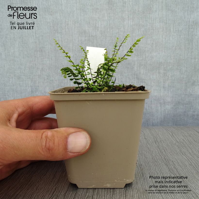 Exemplar von Asplenium trichomanes - Schwarzstieliger Strichfarn Kleine Töpfe von 8/9 cm wie im Sommer geliefert