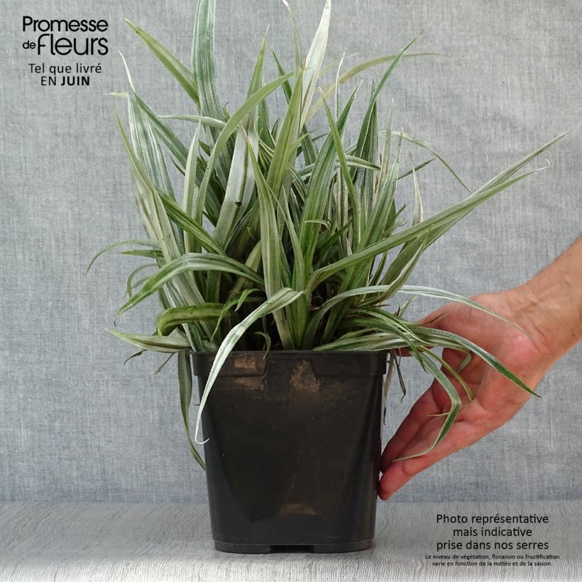 Exemplar von Astelia chathamica Silver Shadow - Astelie Topf mit 2L/3L wie im Sommer geliefert