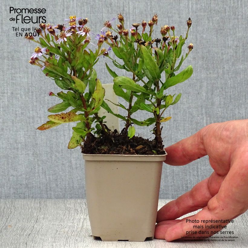 Exemplar von Aster ageratoides Adustus Nanus - Ageratum-ähnliche Aster Kleine Töpfe von 8/9 cm wie im Sommer geliefert