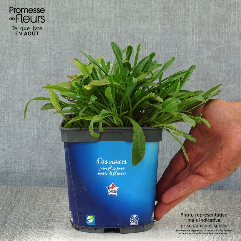 Exemplar von Aster alpinus Goliath - Alpen-Aster Topf mit 2L/3L wie im Sommer geliefert