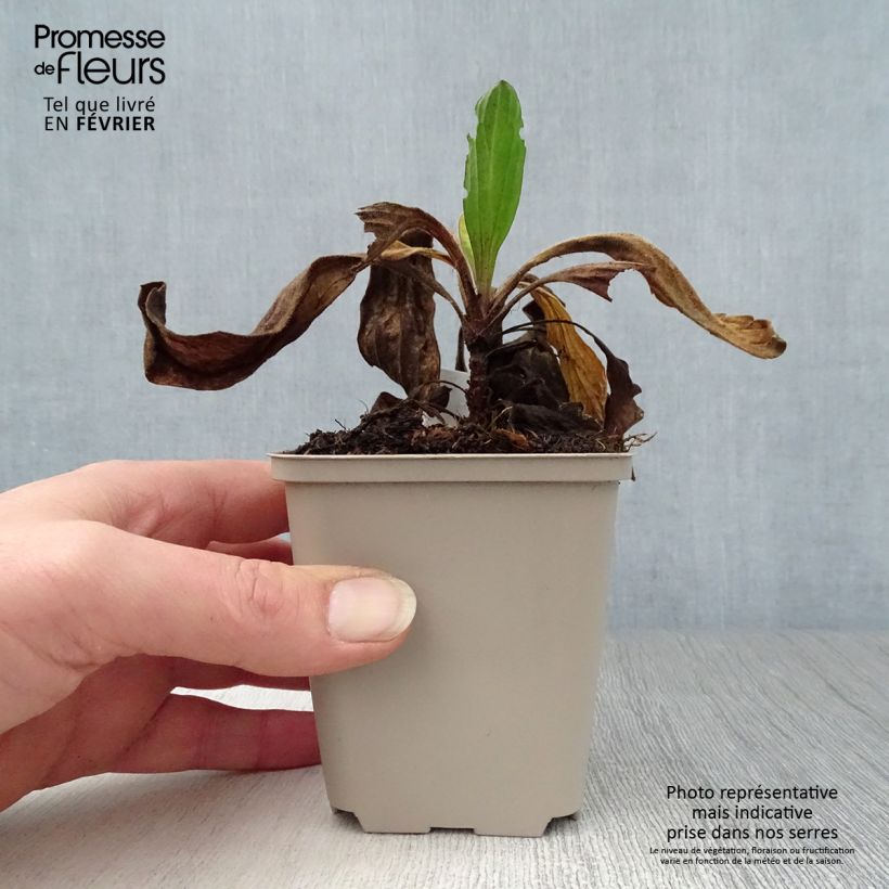 Exemplar von Aster amellus Grunder - Berg-Aster Kleine Töpfe von 8/9 cm wie im Winter geliefert