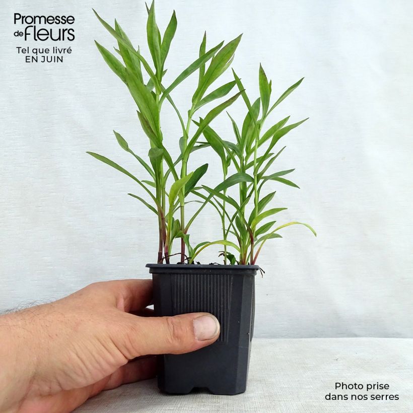 Exemplar von Aster dumosus Anneke - Kissen-Aster Kleine Töpfe von 8/9 cm wie im Sommer geliefert