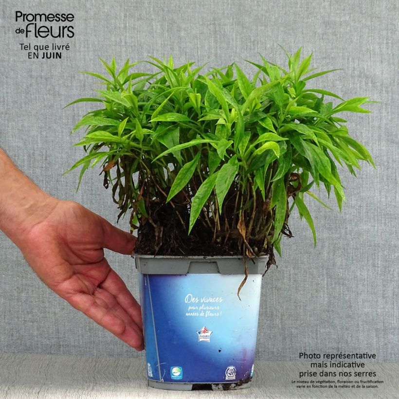 Exemplar von Aster dumosus Augenweide - Kissen-Aster Topf mit 2L/3L wie im Sommer geliefert