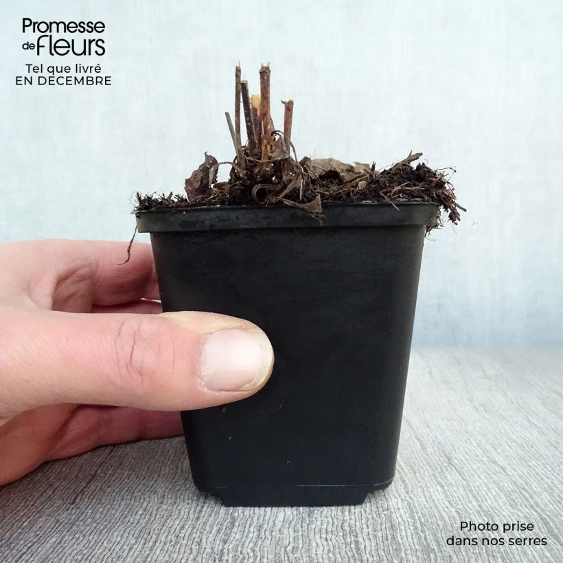Exemplar von Aster laevis - Glatte Aster Kleine Töpfe von 8/9 cm wie im Winter geliefert