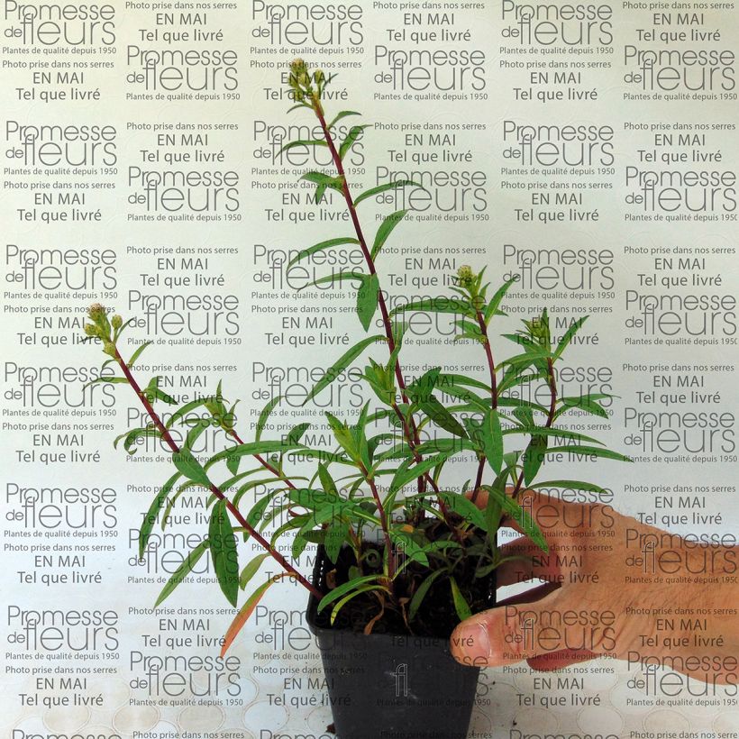 Beispiel eines Exemplars von Aster radula - Raspel-Aster Kleine Töpfe von 8/9 cm wie geliefert