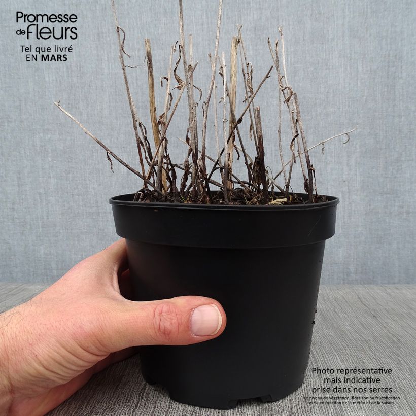 Exemplar von Aster rugulosus Asrugo Topf mit 2L/3L wie im Winter geliefert
