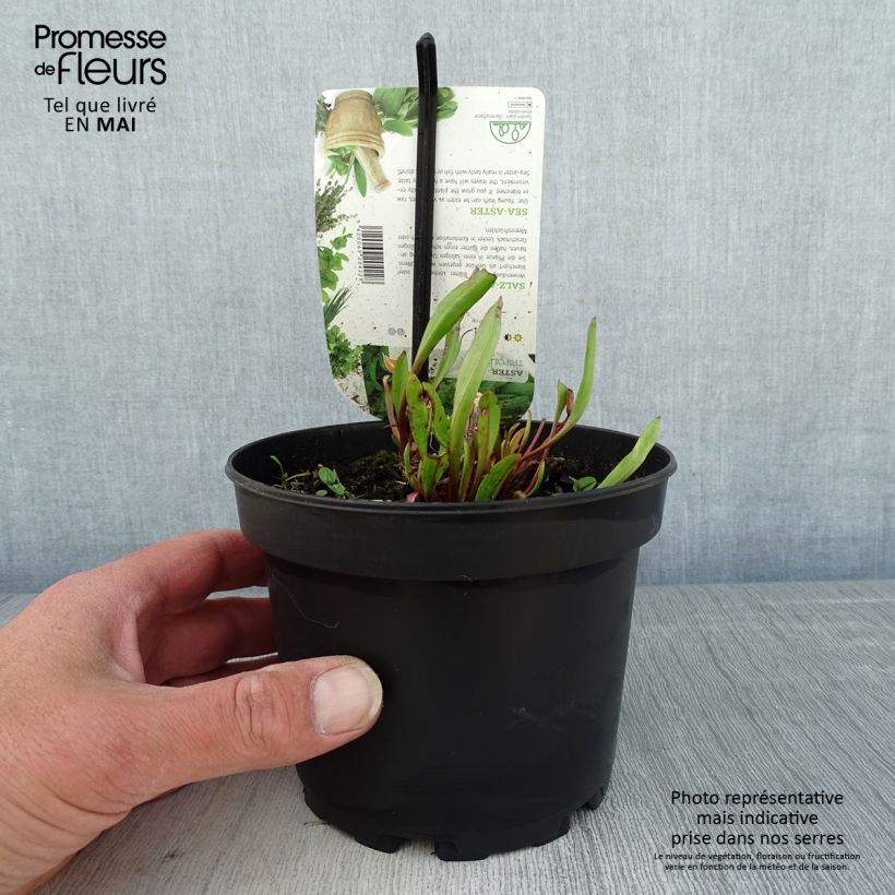 Exemplar von Strand-Aster - Tripolium pannonicum Topf mit 1,5L/2L wie im Frühjahr geliefert
