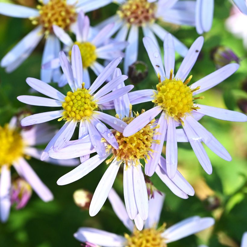 Aster ageratoides Adustus Nanus - Ageratum-ähnliche Aster (Blüte)