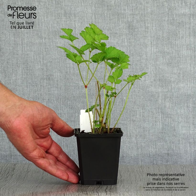Exemplar von Astilbe chinensis Purpurkerze - Prachtspiere Kleine Töpfe von 8/9 cm wie im Sommer geliefert
