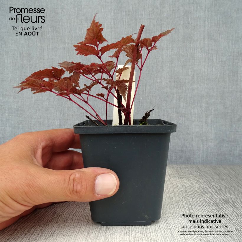 Exemplar von Astilbe Chocolate Shogun - Prachtspiere Kleine Töpfe von 8/9 cm wie im Sommer geliefert