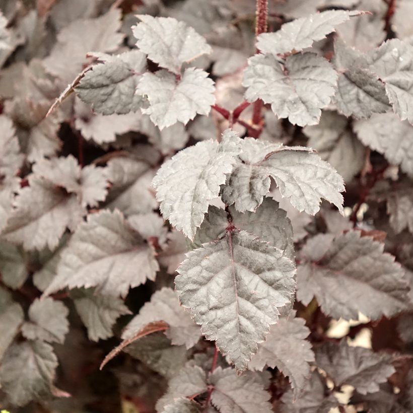 Astilbe chinensis Darkside Of The Moon - Prachtspiere (Laub)