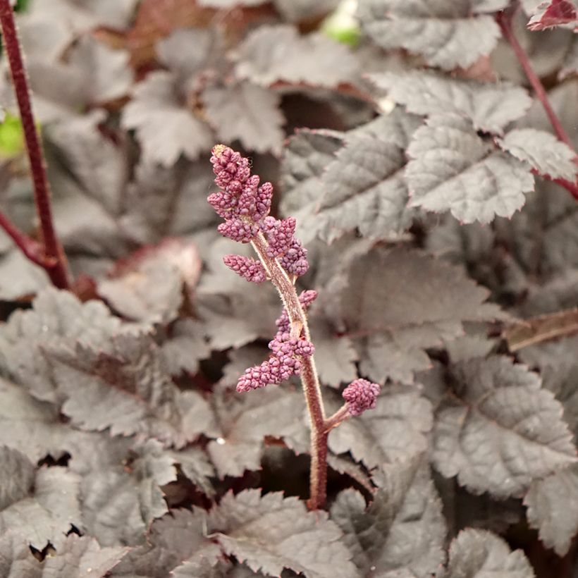 Astilbe chinensis Darkside Of The Moon - Prachtspiere (Blüte)
