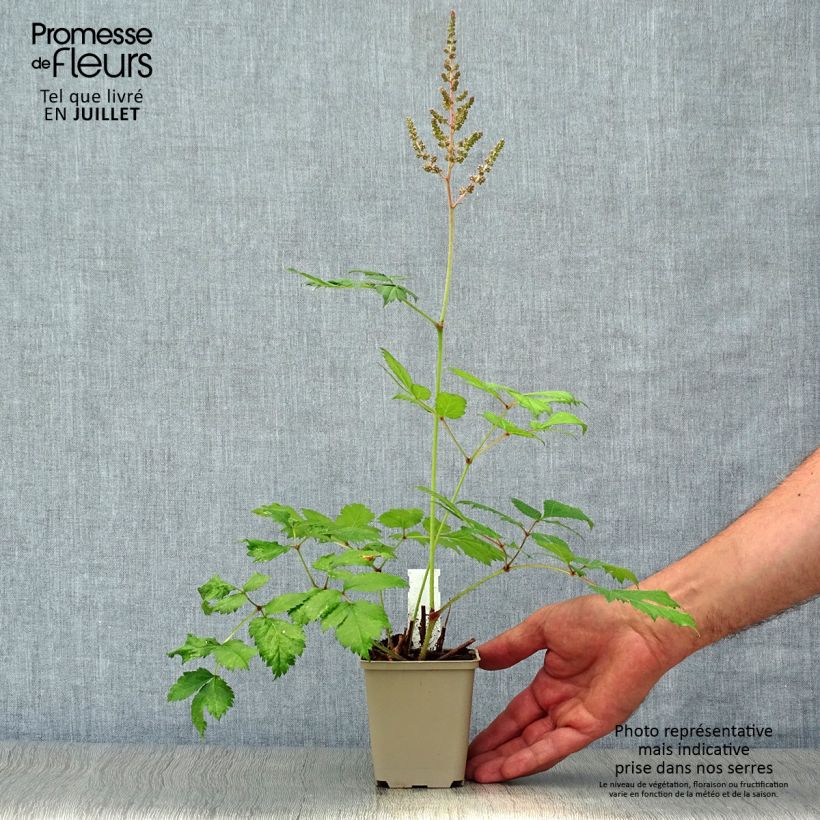 Exemplar von Astilbe chinensis Vision in Pink - Prachtspiere Kleine Töpfe von 8/9 cm wie im Sommer geliefert