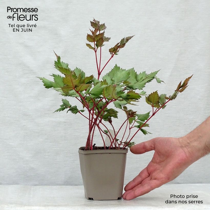 Exemplar von Astilbe chinensis Vision in Red - Prachtspiere Kleine Töpfe von 8/9 cm wie im Sommer geliefert