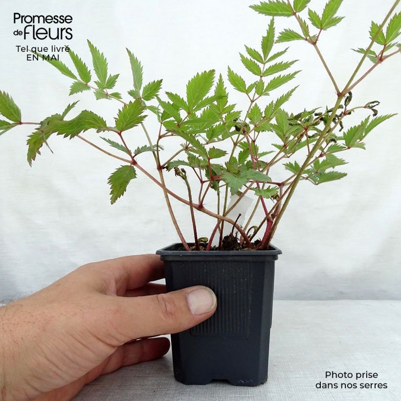 Exemplar von Astilbe arendsii Anita Pfeiffer - Prachtspiere Kleine Töpfe von 8/9 cm wie im Frühjahr geliefert