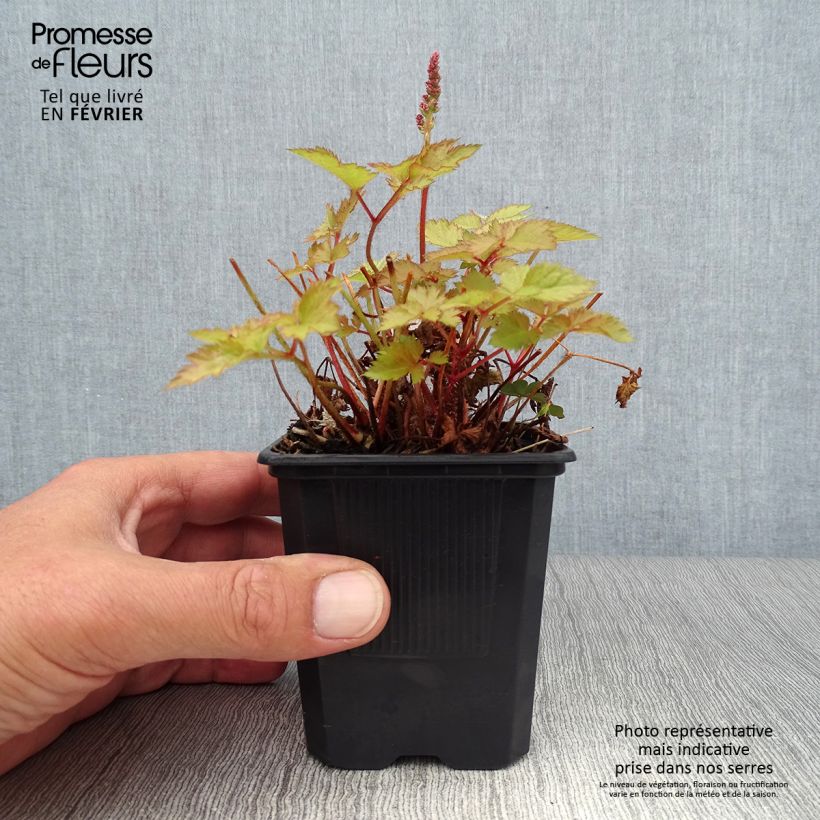 Exemplar von Astilbe arendsii Color Flash Lime - Prachtspiere Kleine Töpfe von 8/9 cm wie im Herbst geliefert