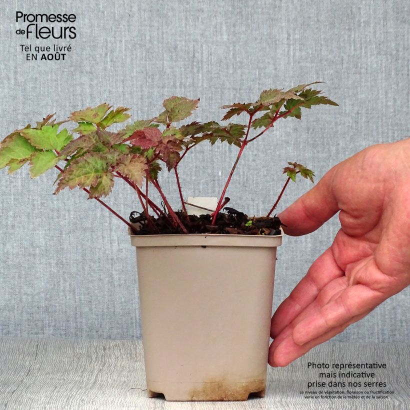 Exemplar von Astilbe arendsii Colour Flash - Prachtspiere Kleine Töpfe von 8/9 cm wie im Sommer geliefert