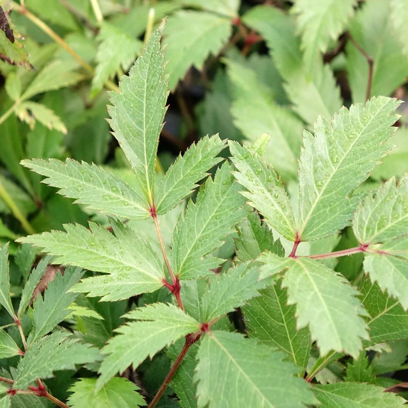 Astilbe arendsii Ellie - Prachtspiere (Laub)