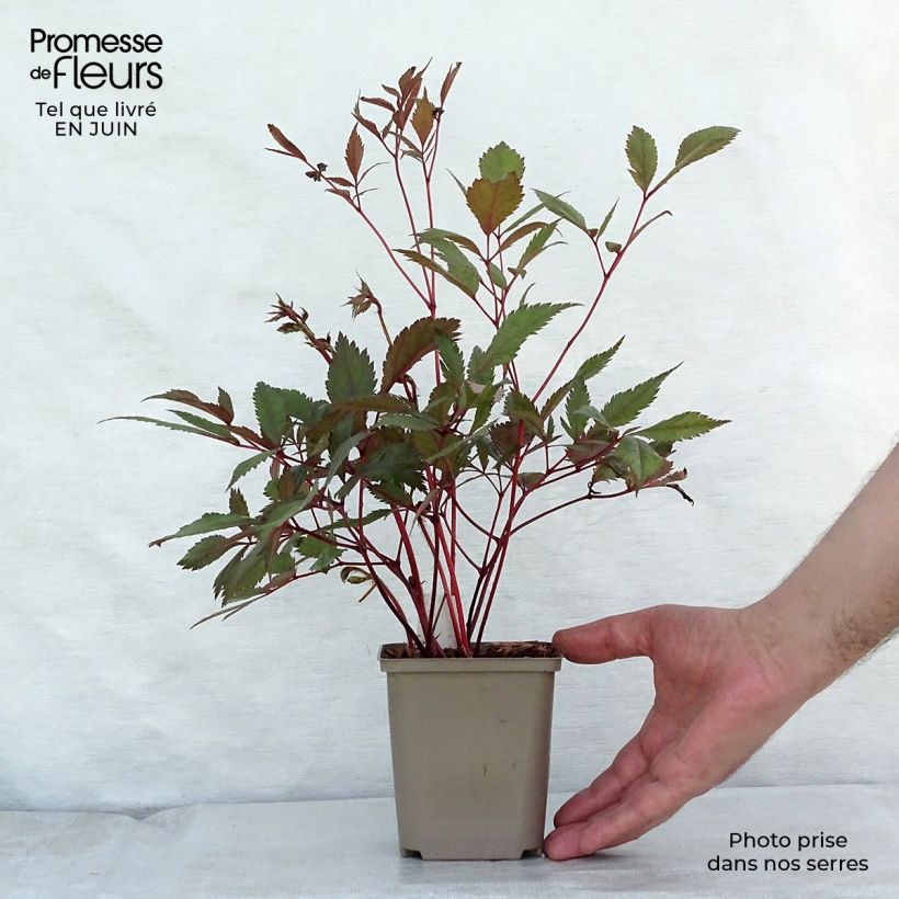 Exemplar von Astilbe arendsii Erika - Prachtspiere Kleine Töpfe von 8/9 cm wie im Sommer geliefert