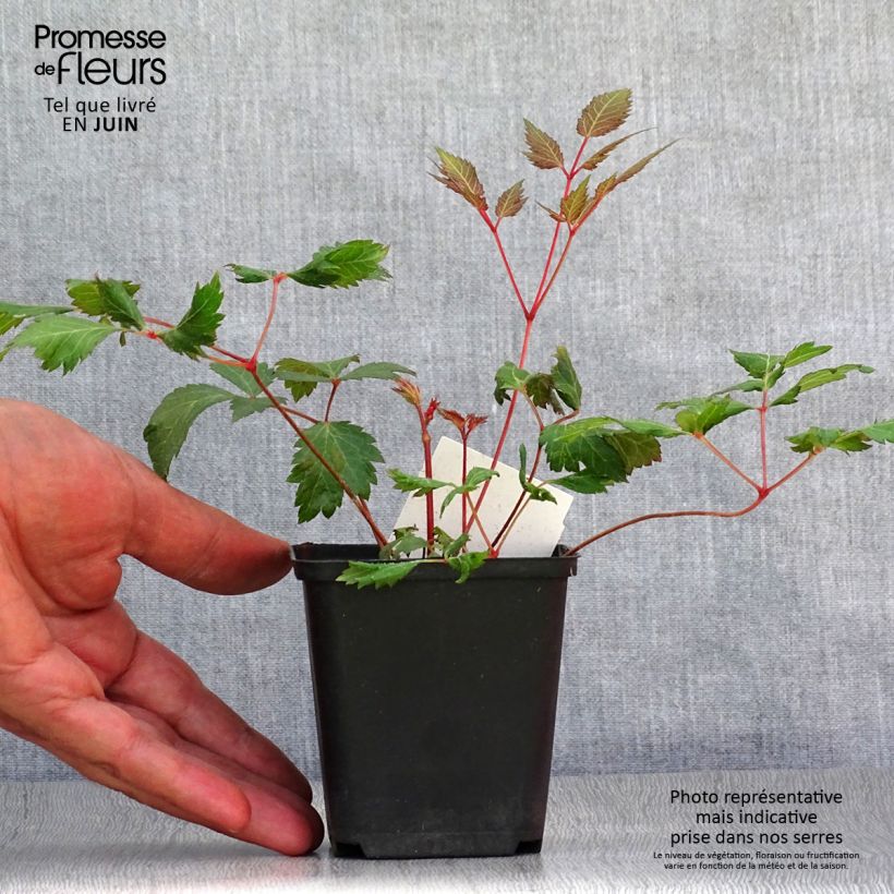 Exemplar von Astilbe arendsii Fanal - Prachtspiere Kleine Töpfe von 7/8 cm wie im Sommer geliefert