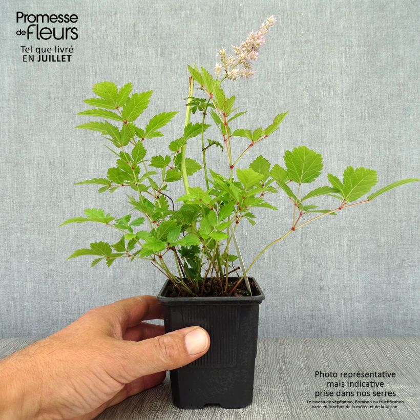 Exemplar von Astilbe arendsii Hyazinth - Prachtspiere Kleine Töpfe von 8/9 cm wie im Sommer geliefert