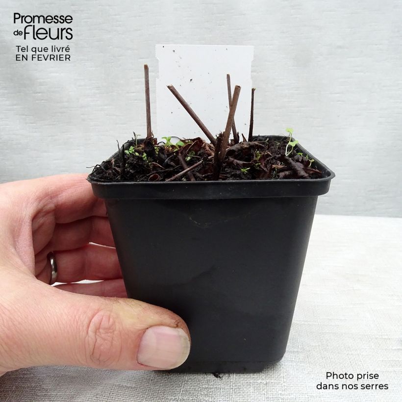 Exemplar von Astilbe arendsii Rock and Roll - Prachtspiere Kleine Töpfe von 8/9 cm wie im Winter geliefert