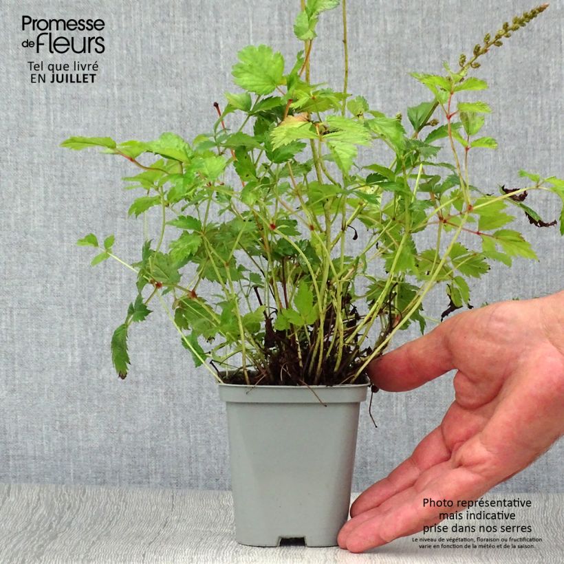 Exemplar von Astilbe chinensis Pumila - Prachtspiere Kleine Töpfe von 8/9 cm wie im Sommer geliefert